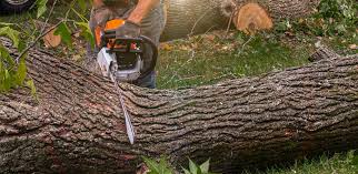 Trusted China Lake Acres, CA  Tree Services Experts