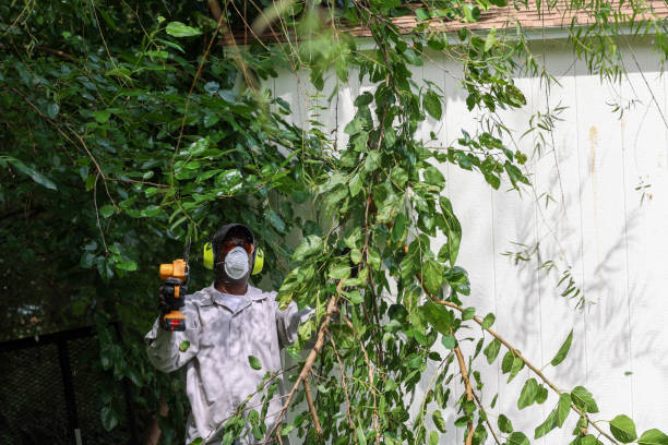 Best Hedge Trimming  in China Lake Acres, CA