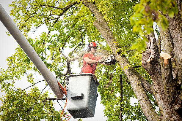 How Our Tree Care Process Works  in  China Lake Acres, CA